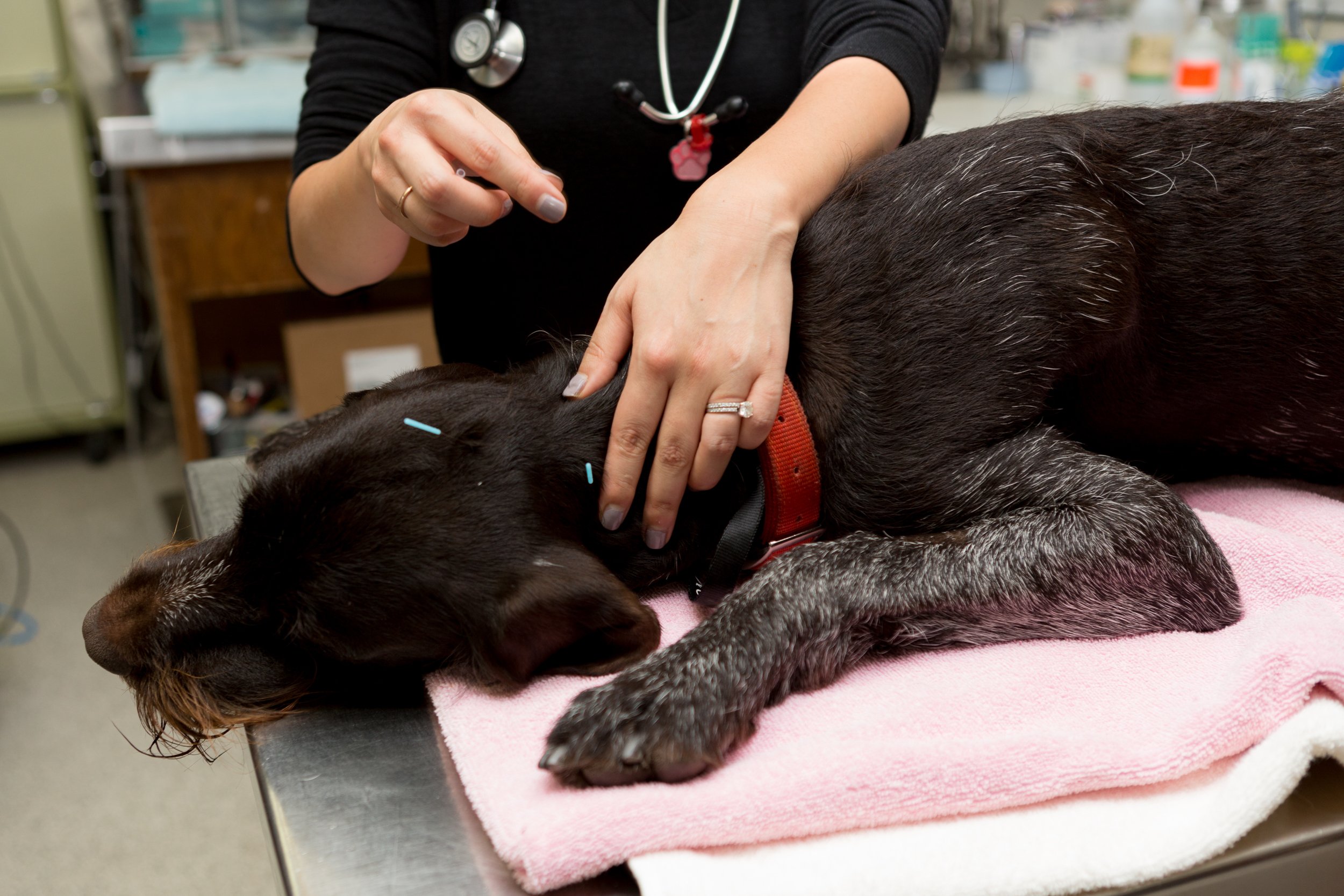 One of the vets performing acupuncture