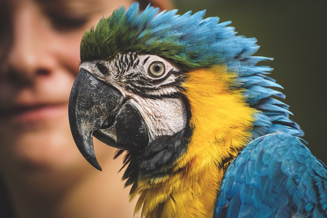 Feathered Friends and Fancy Feasts